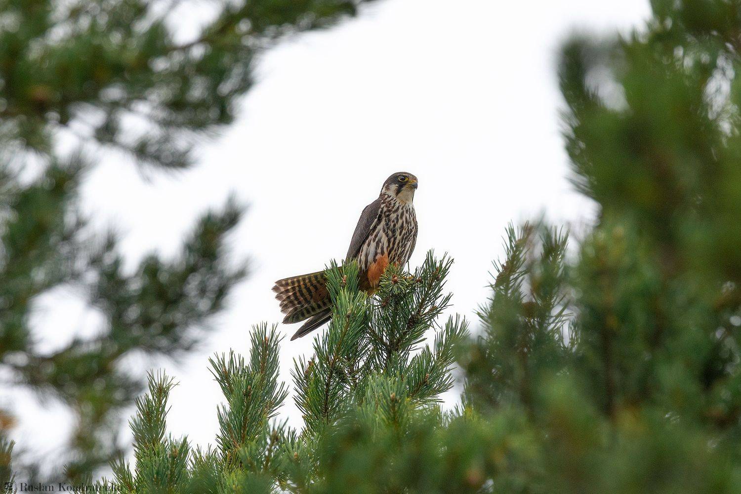 чеглок, орел, птица, Кондратенко Руслан