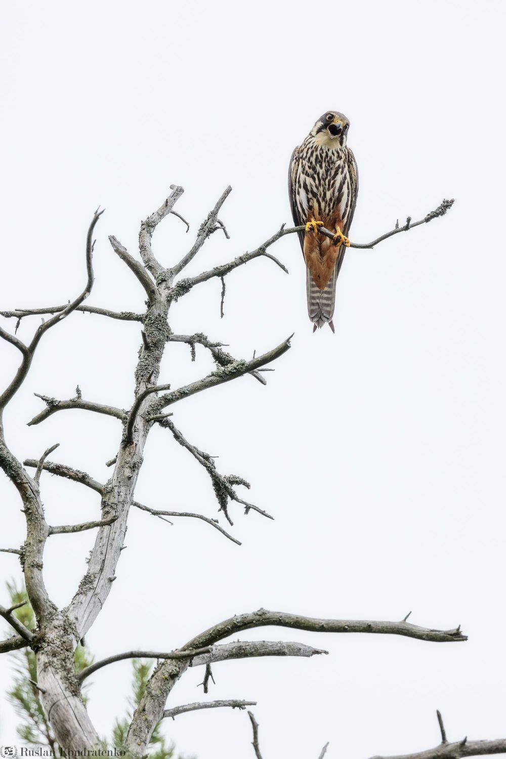 чеглок, орел, птица, Кондратенко Руслан