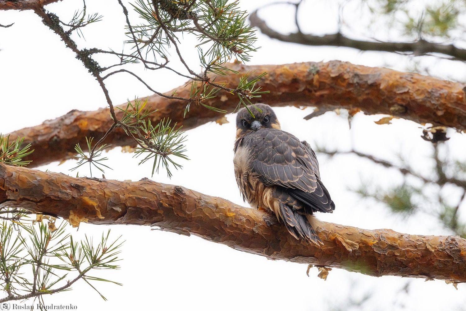 чеглок, орел, птица, Кондратенко Руслан