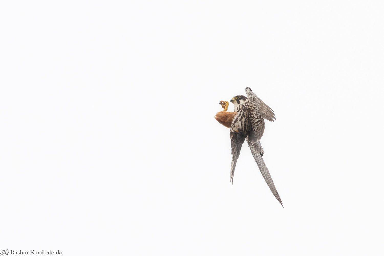 чеглок, орел, птица, Кондратенко Руслан