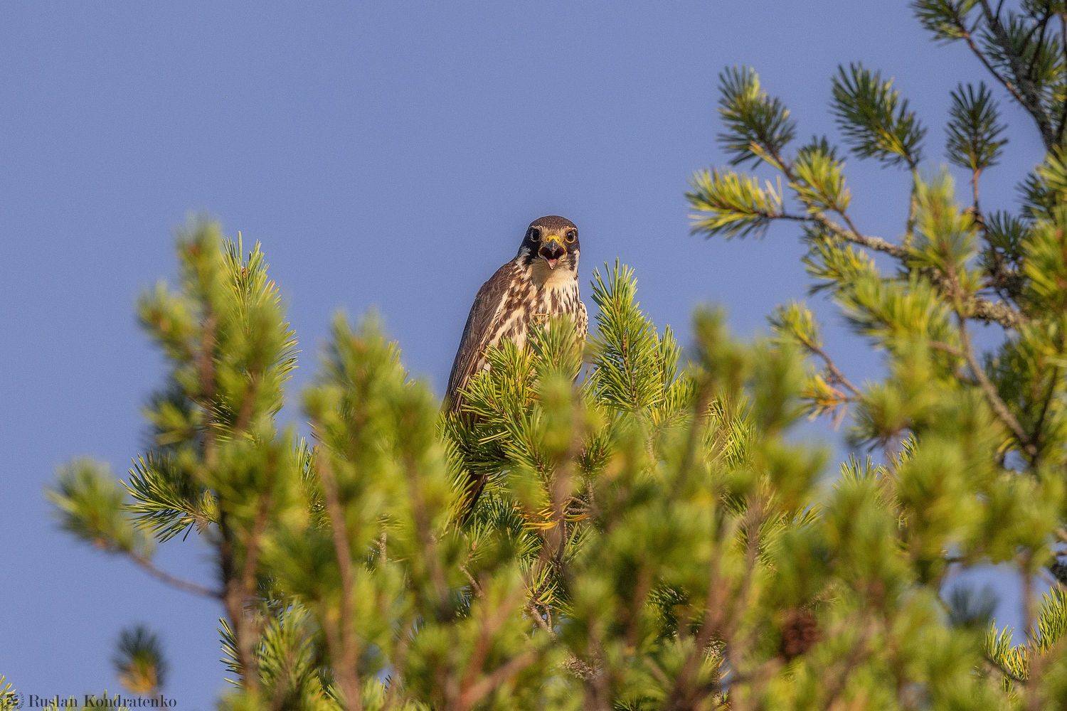 чеглок, орел, птица, Кондратенко Руслан