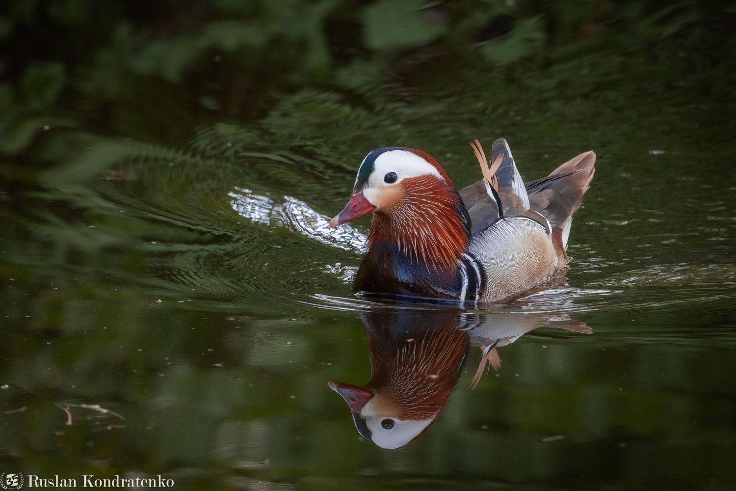 утка, мандаринка, утка мандаринка, Кондратенко Руслан