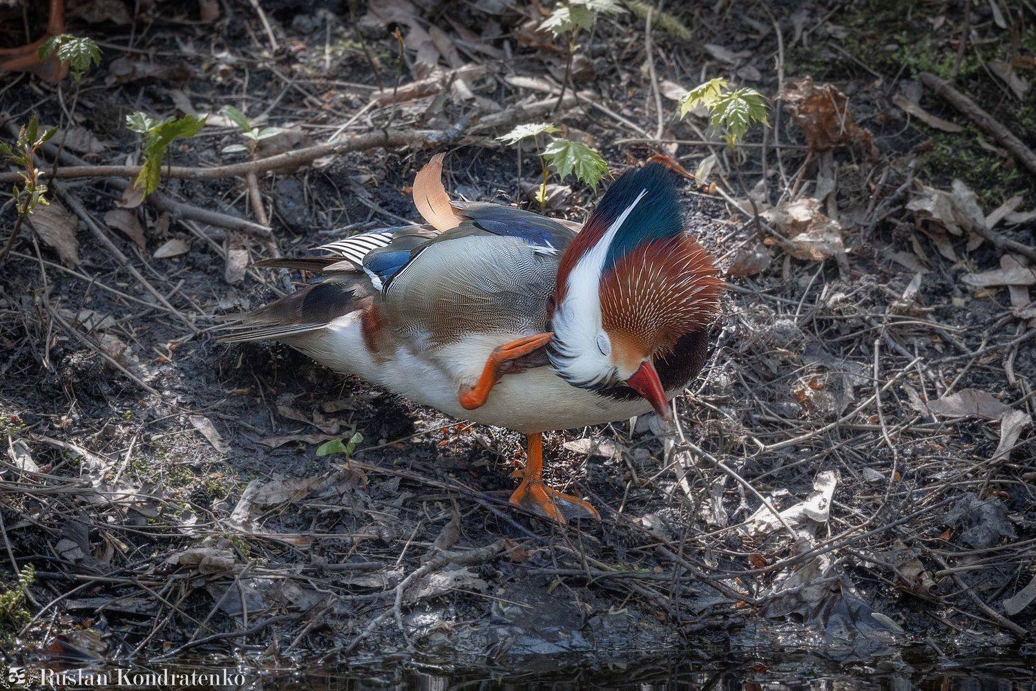 утка, мандаринка, утка мандаринка, Кондратенко Руслан