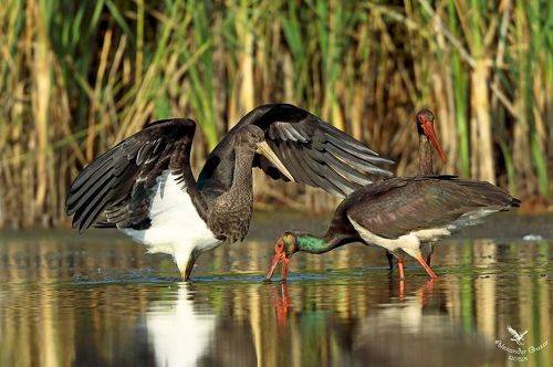 Учись сынок рыбку ловить.