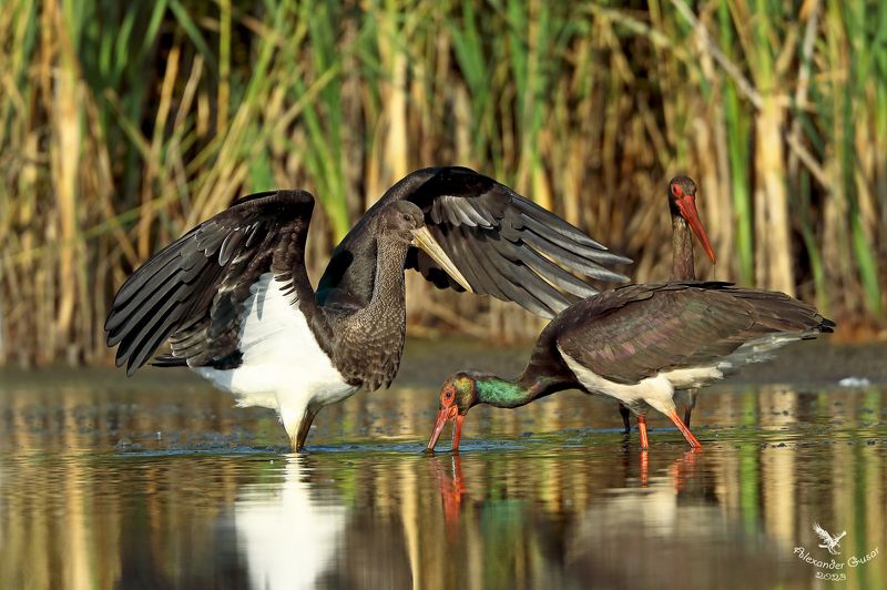 чёрный аист. Учись сынок рыбку ловить. фото превью