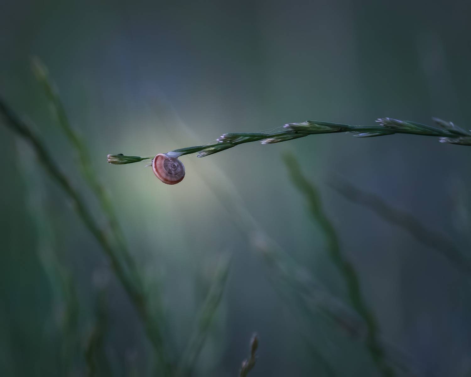 , Алиева Татьяна