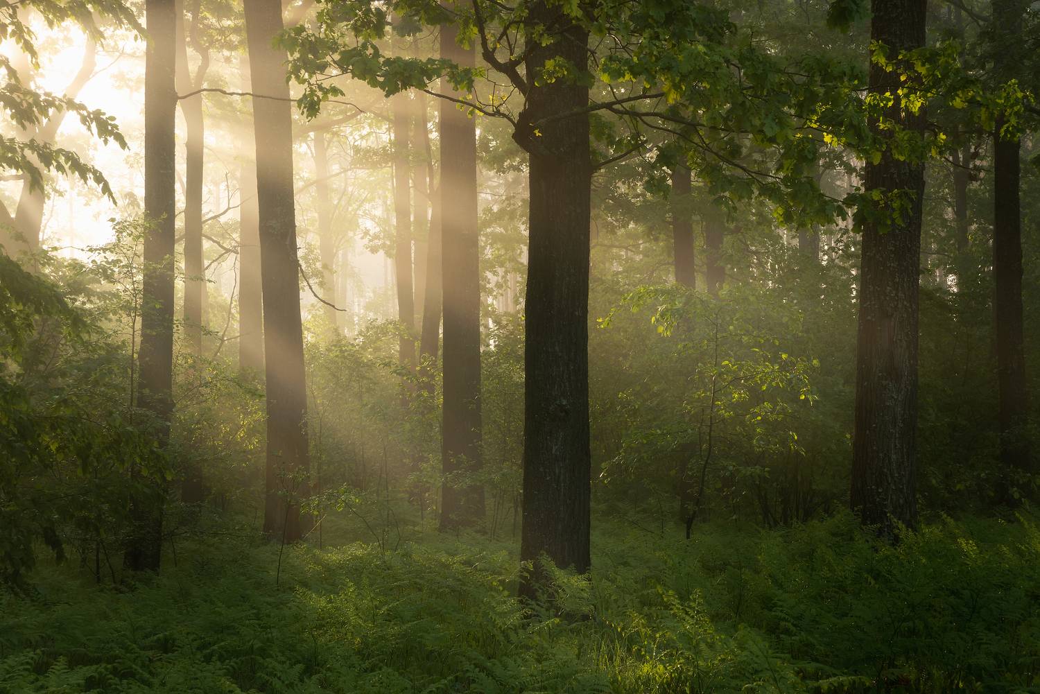 , Захаров Дмитрий