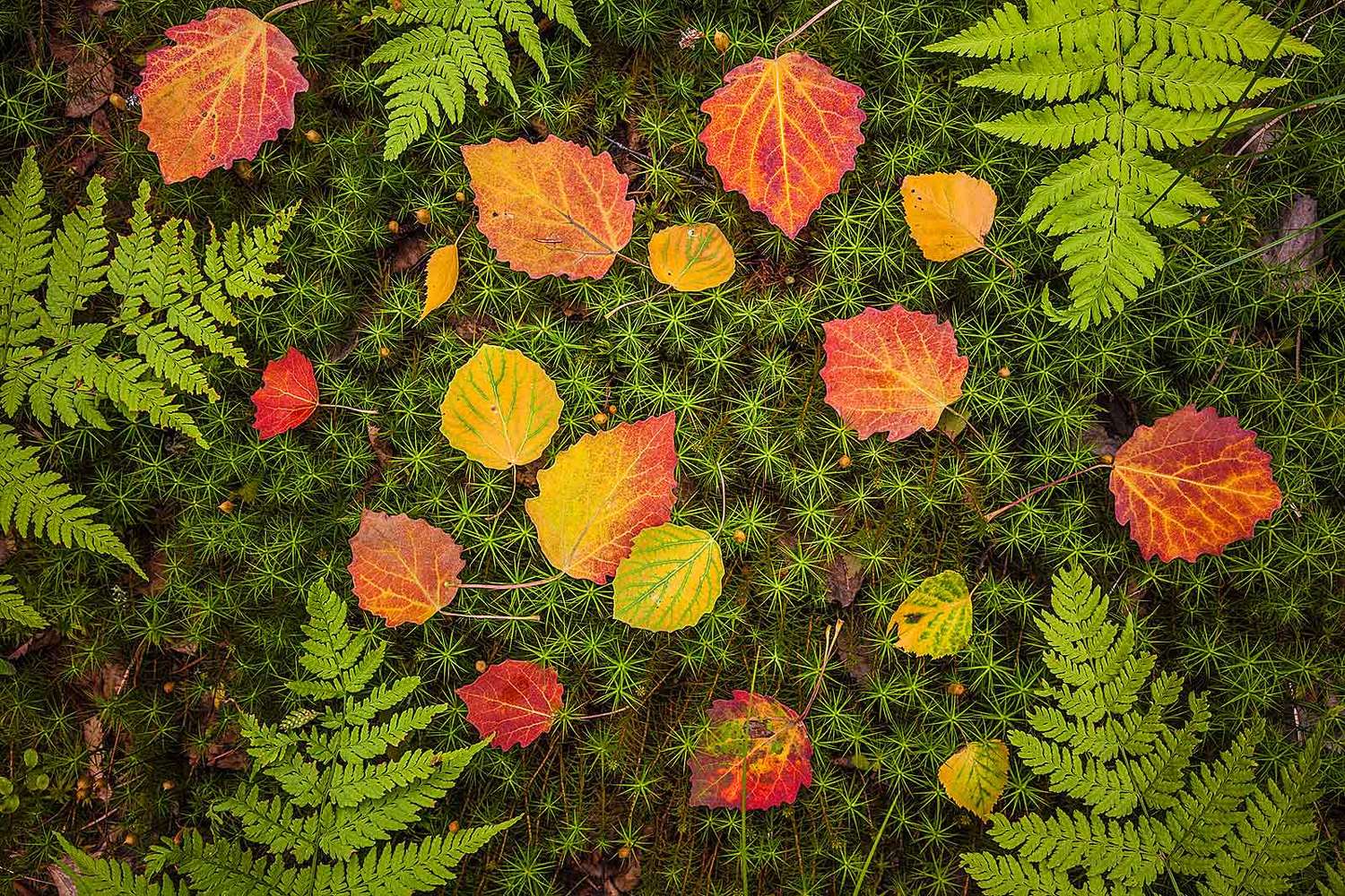 , Напалкин Станислав