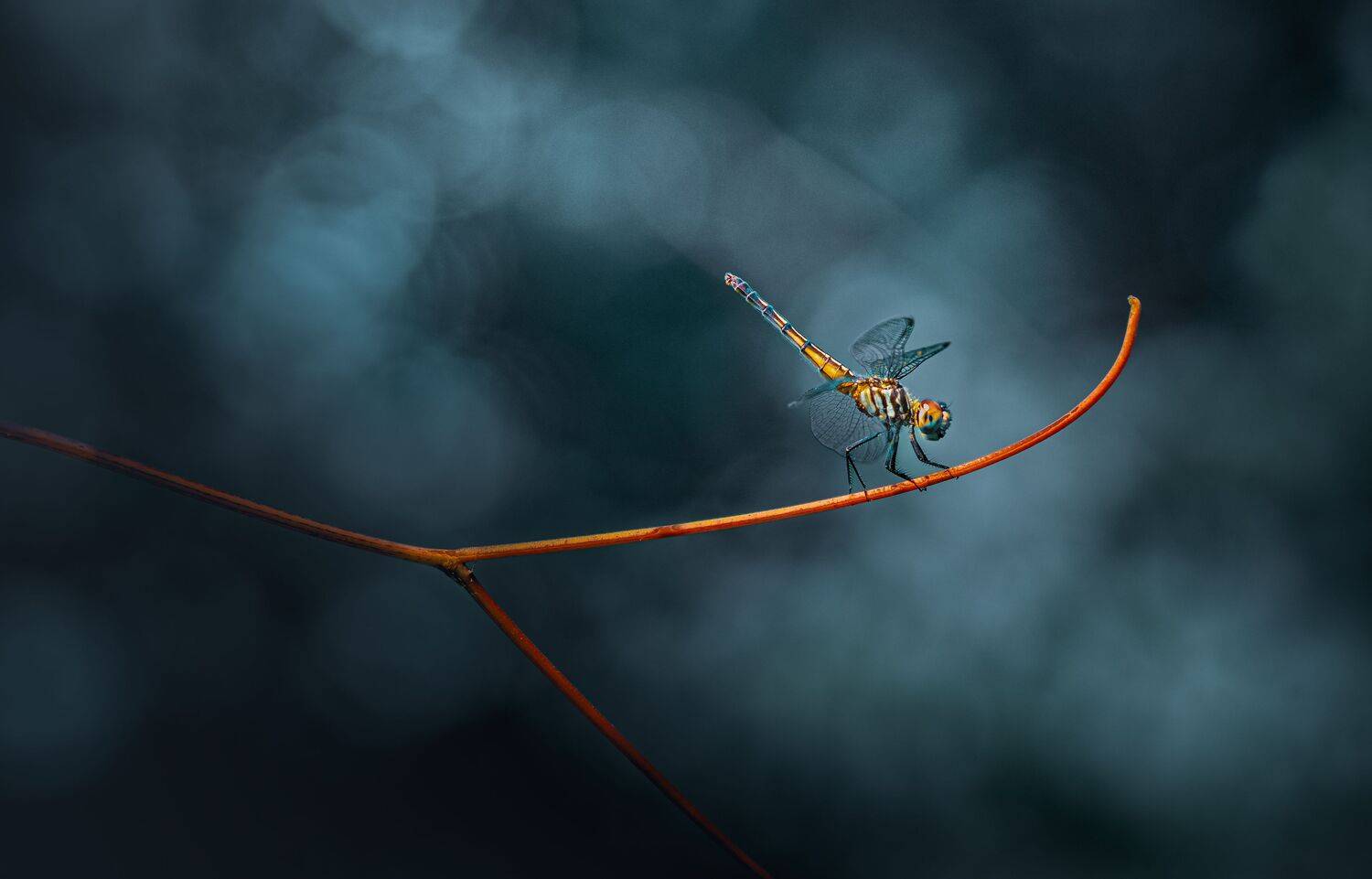 damselfly, dragonfly, insect, grass, sunset, dusk, evening, bug, macro, blade, grassland,, Atul Saluja