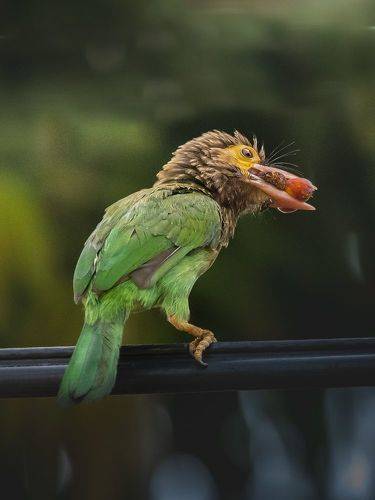 Wild beauty