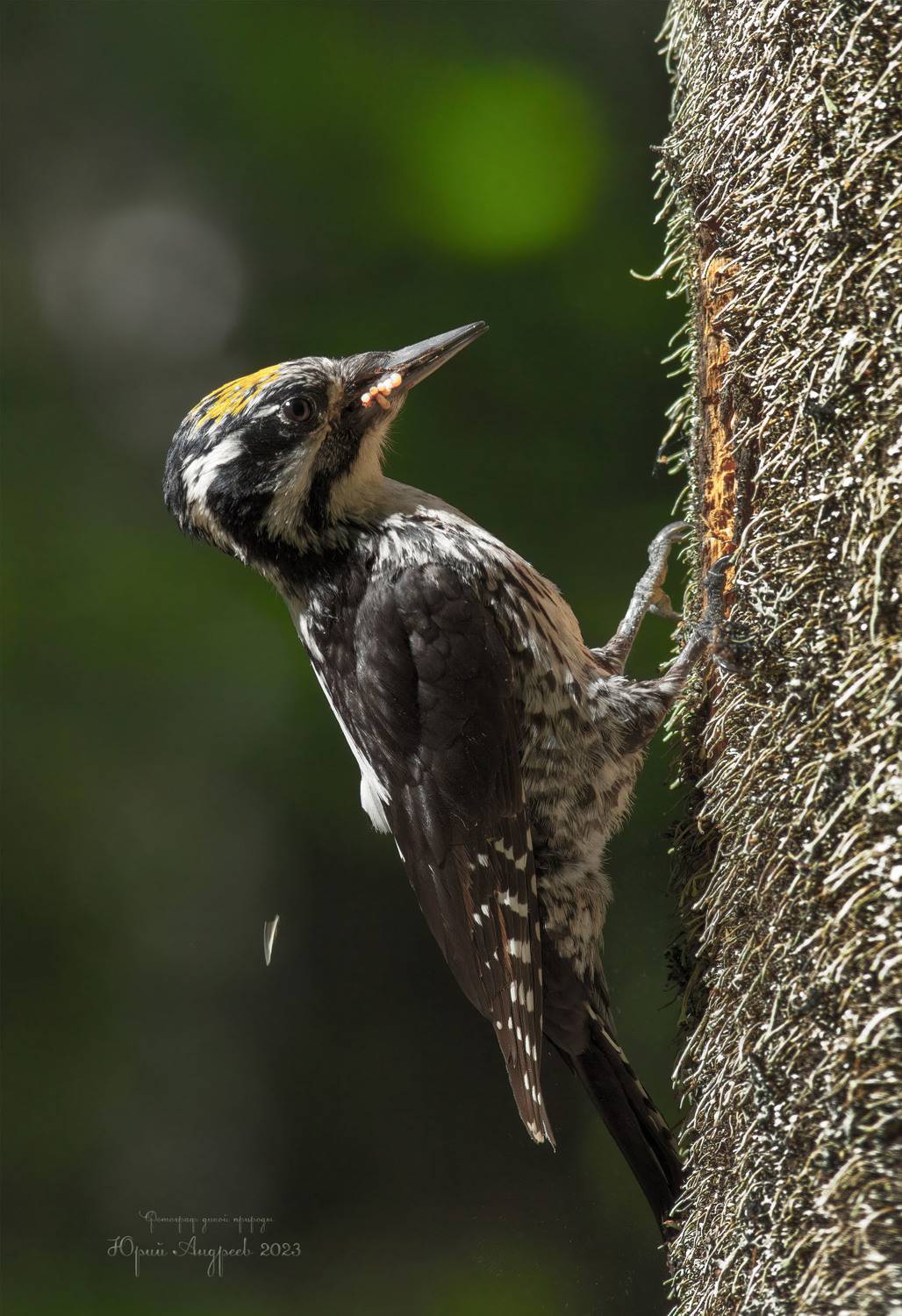 трёхпалый дятел, желтоголовый дятел, picoides tridactylus, three-toed woodpecker, Юрий Андреев