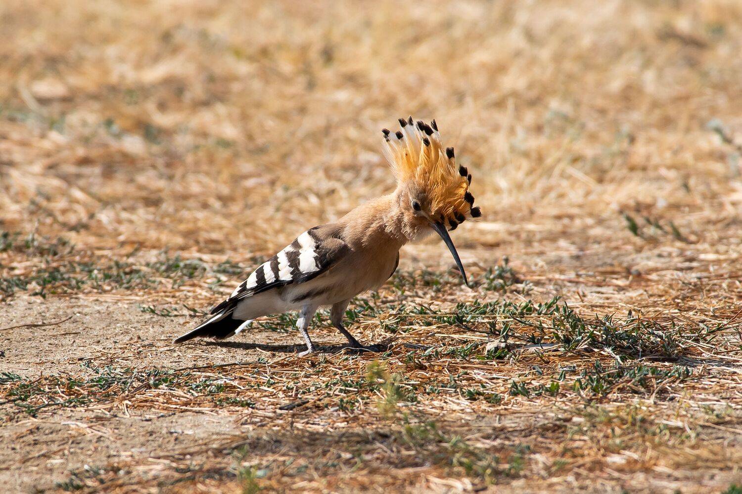 bird, birds, birdswatching, volgograd, russia, Upupa epops,, Сторчилов Павел