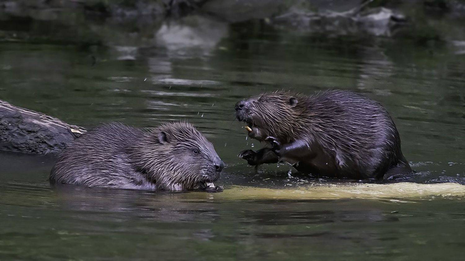 , Сытина Наталия