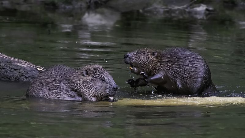 Невозмутимый папа фото превью