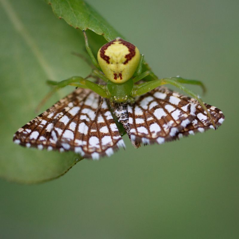 пауки, природа, животные, мизуменопс Моё! Не дам! фото превью