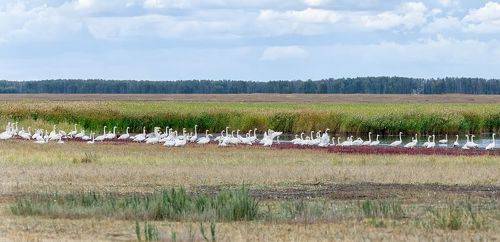 Стая кликунов