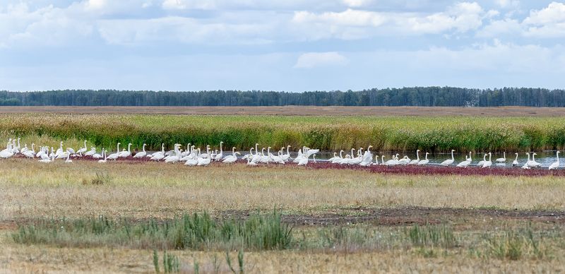 птицы, лебедь кликун, стая, озеро, Стая кликунов фото превью