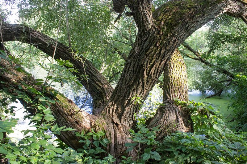 Квартет фото превью