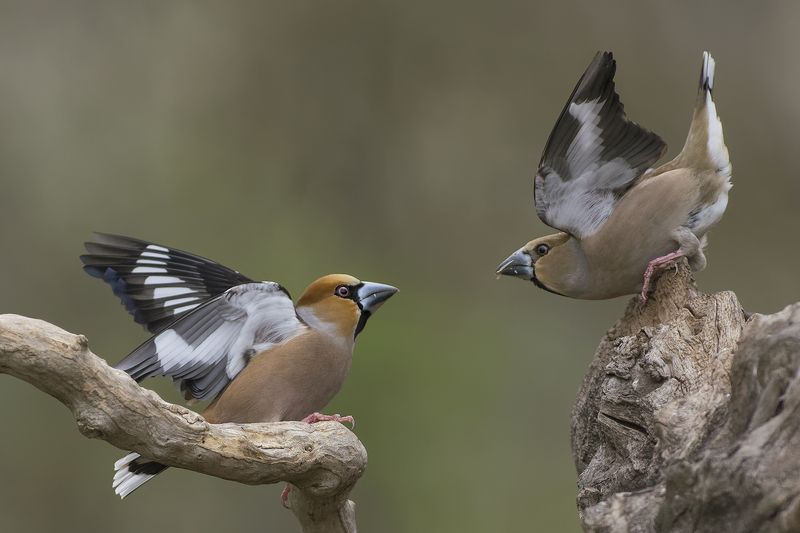 Дубоносы фото превью