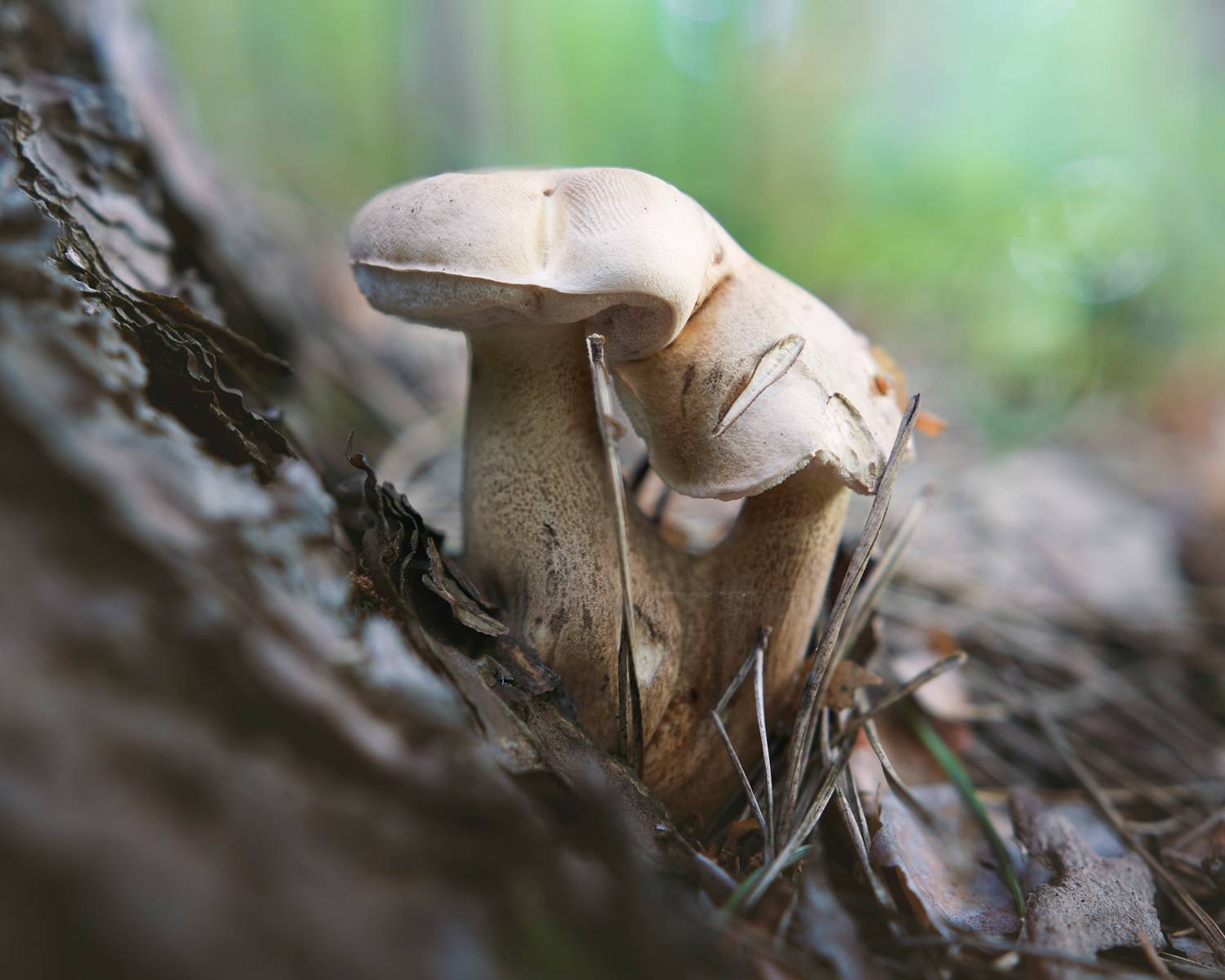 грибы, лес, Валерий Вождаев