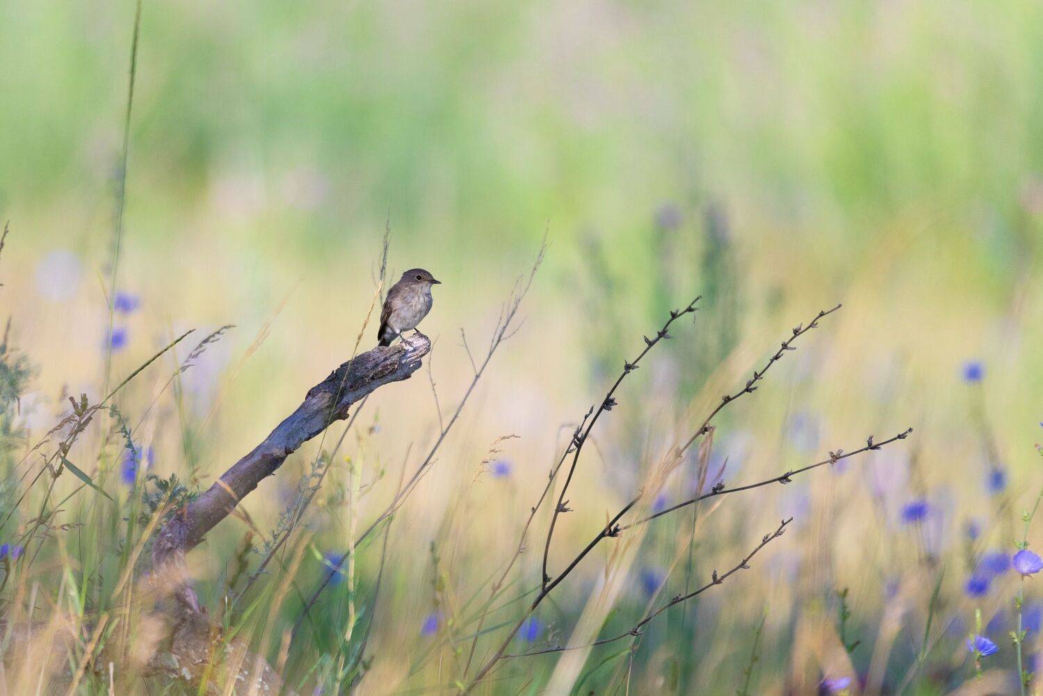 , Гильманов Артур