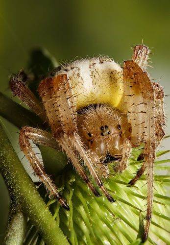 Spiky spider