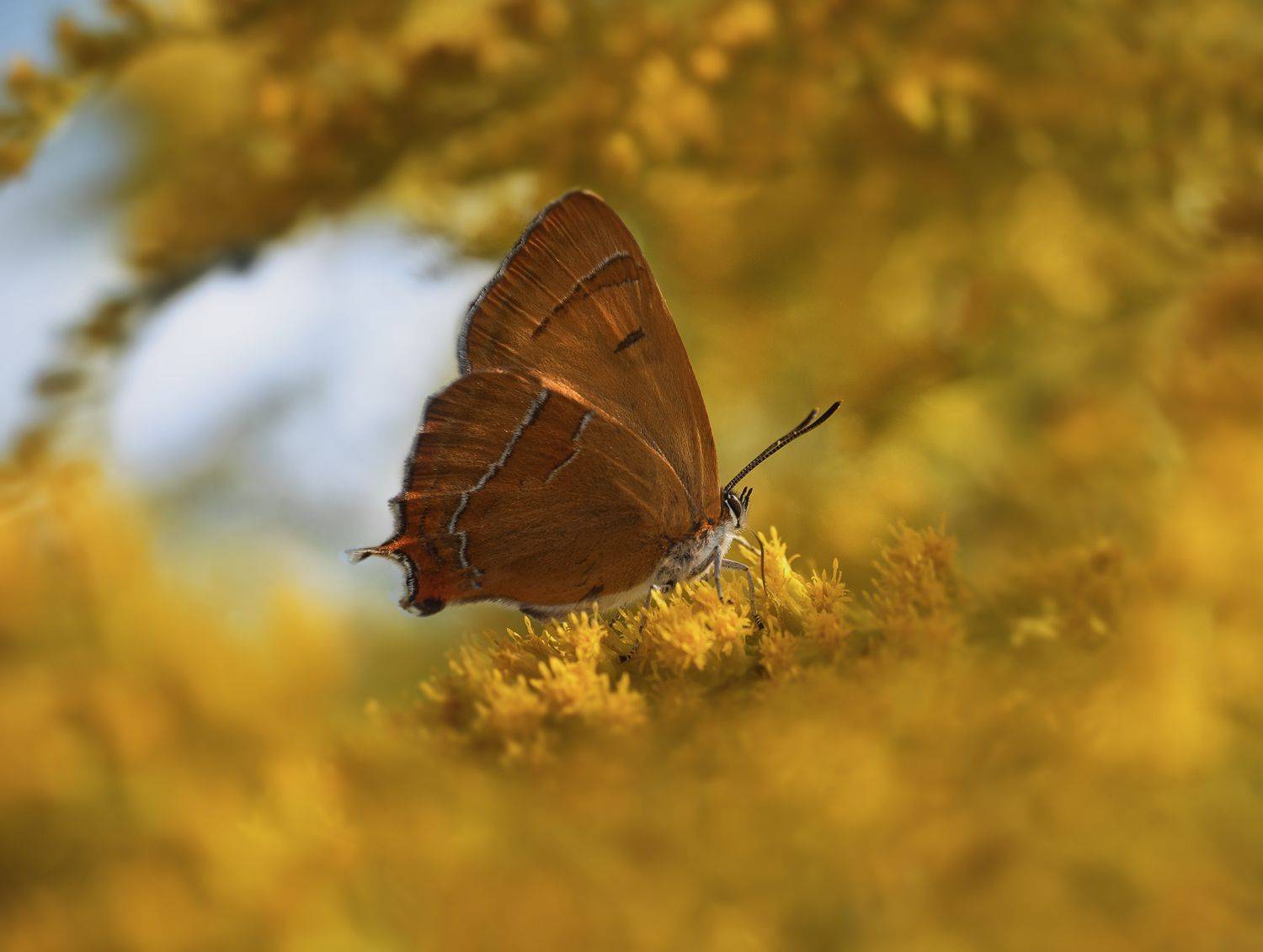 #бабочка #свет #вечер #природа #цветок, Баранов Олег