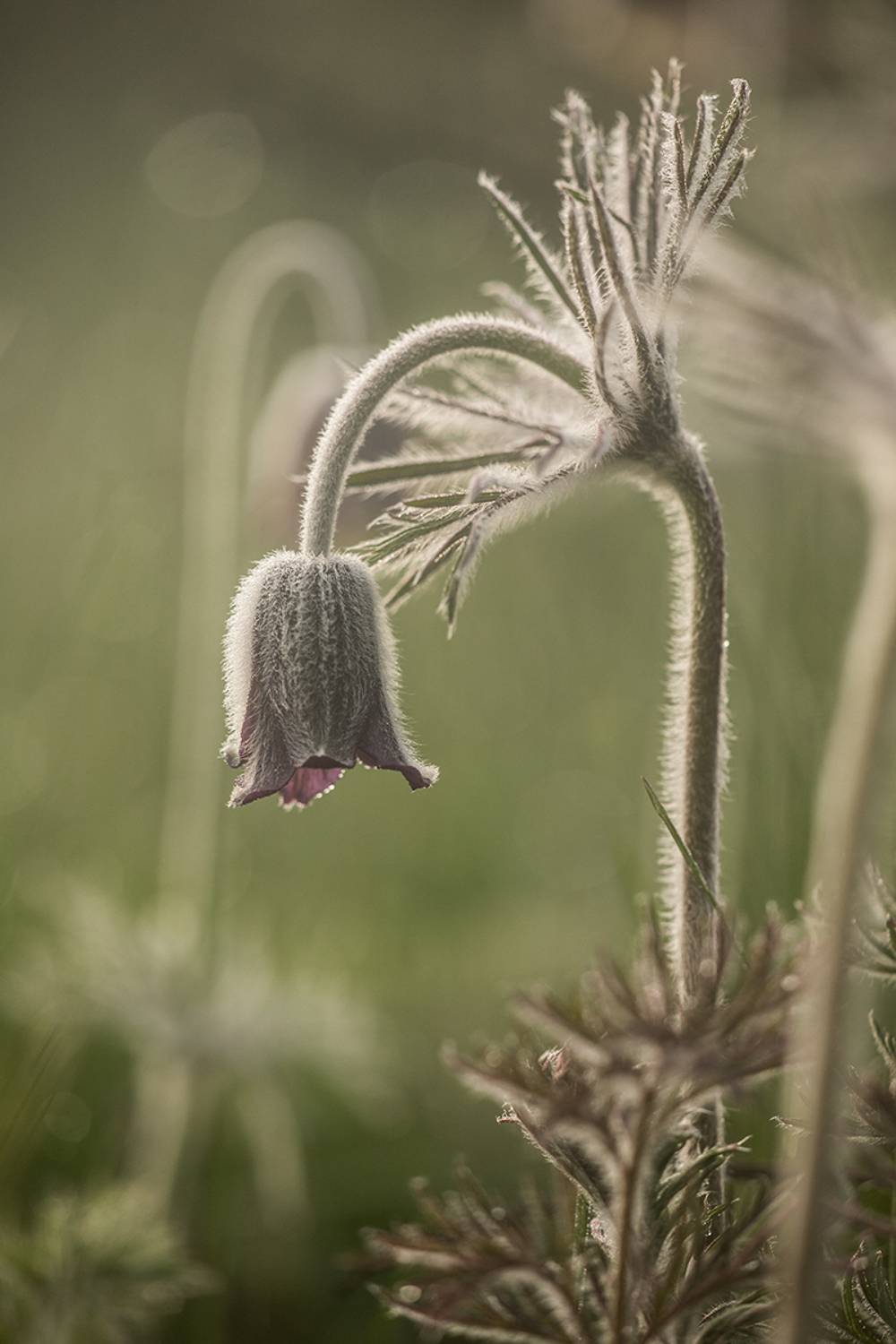 , Илья Михеев