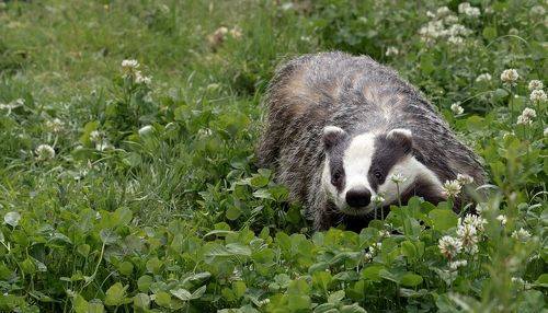 Badger
