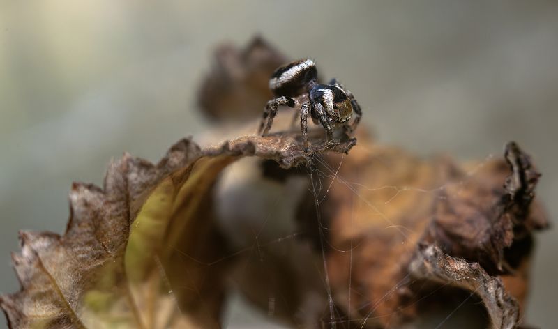 Сети фото превью