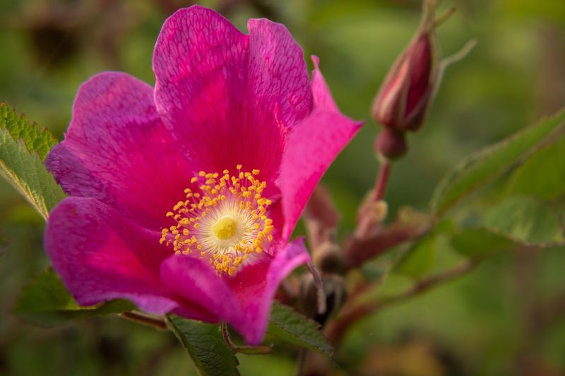Камчатка шиповник роза цветы Шиповник цветет фото превью
