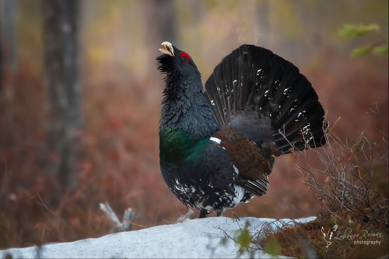 * * * фото превью