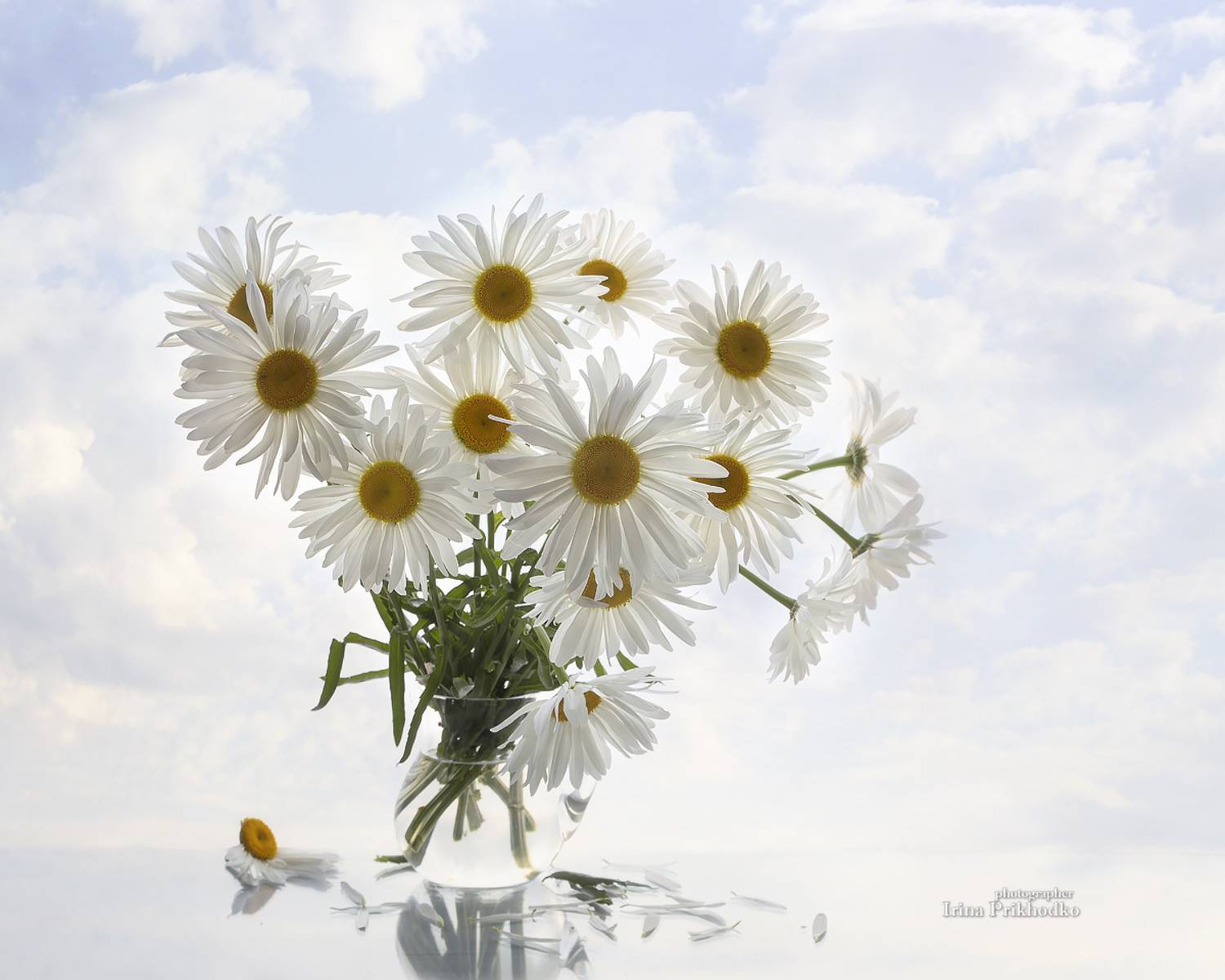 натюрморт, цветы, букеты, ромашки, , Приходько Ирина