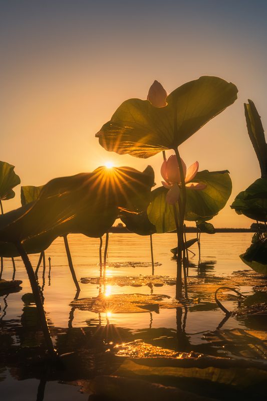 лотосы, рассвет, астрахань, волга, лотосовое поле, цветы, пейзаж, landscape, lotus, russia, aerialphoto Золотые лотосы фото превью