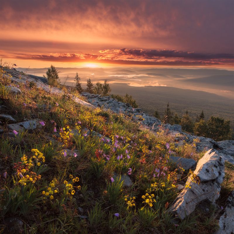 уреньга, горные цветы Утренний букет фото превью