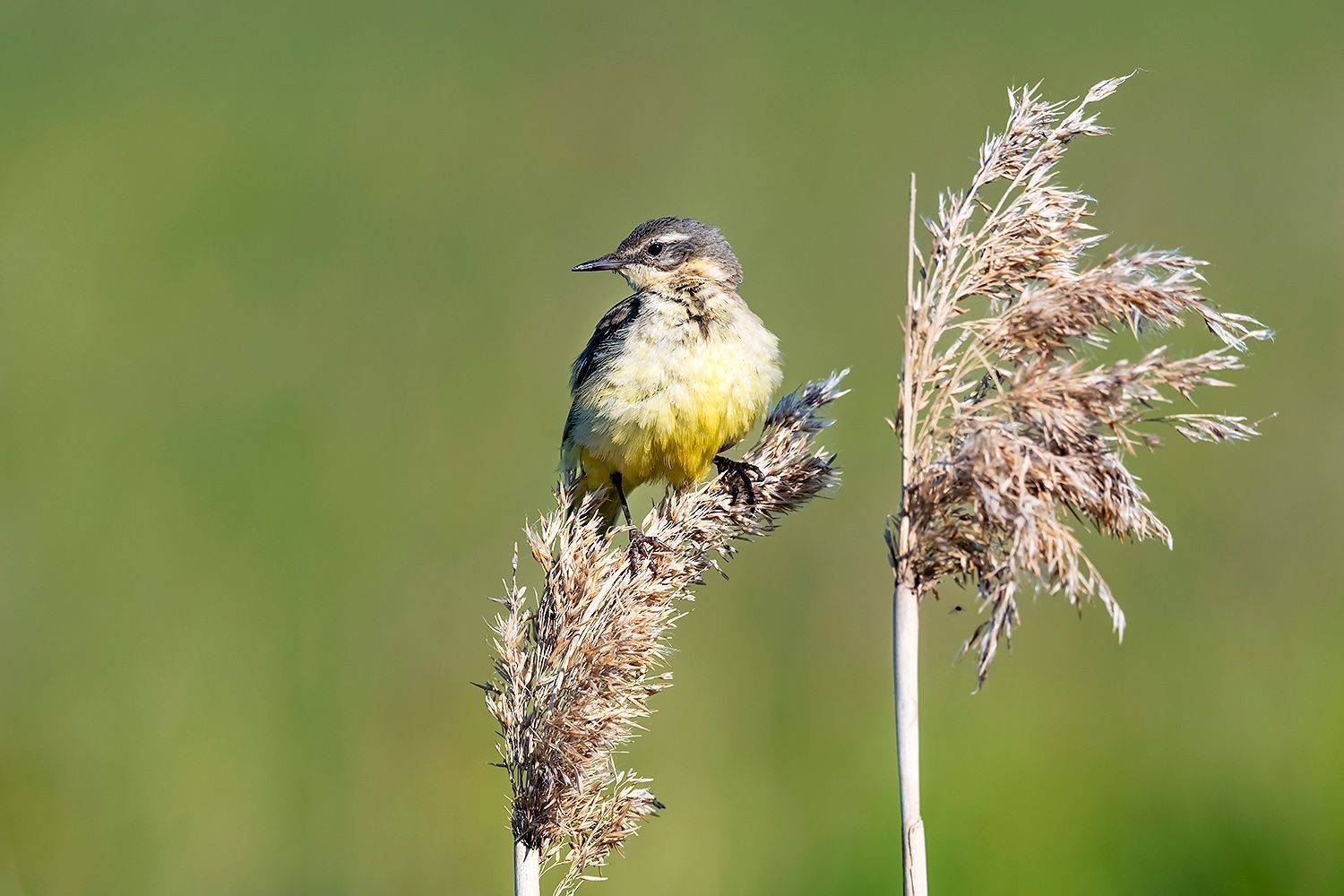 , Александр Абросимов