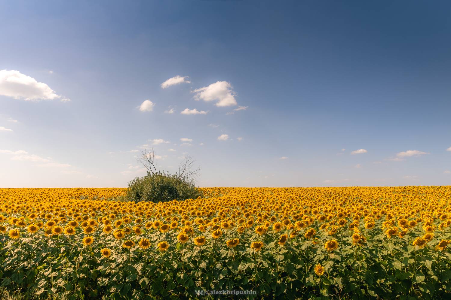 , Хрипушин Александр