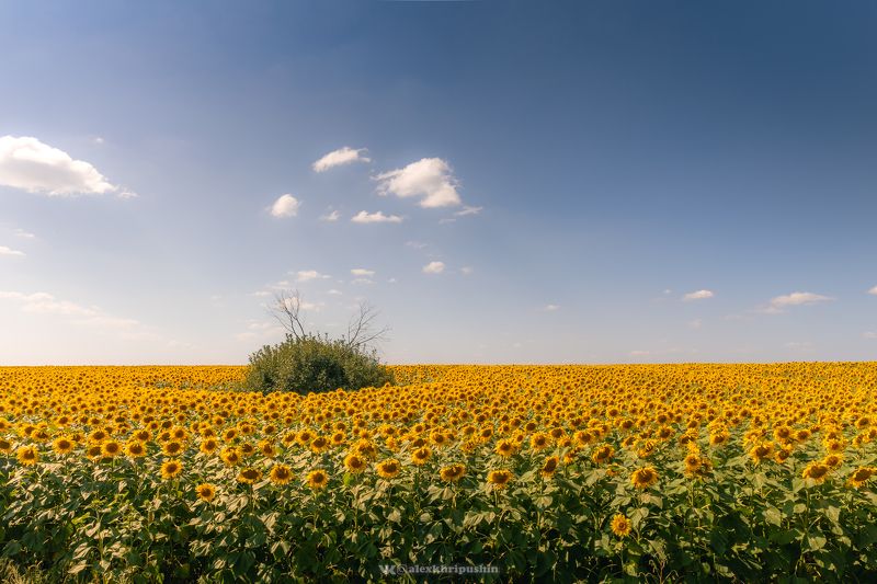 Солнечные цветы ? фото превью