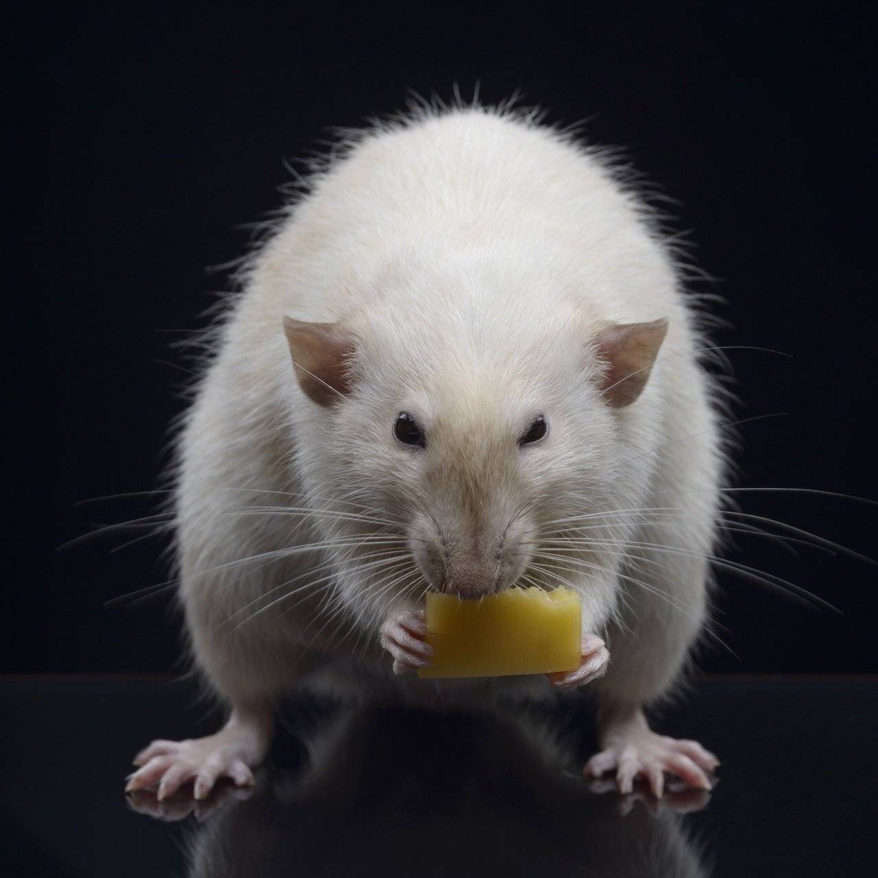 , Сизов Кирилл