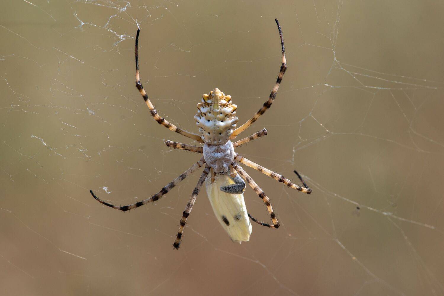Argiope lobata, spyder, macro, macro photo, volgograd, russia, wildlife,, Сторчилов Павел