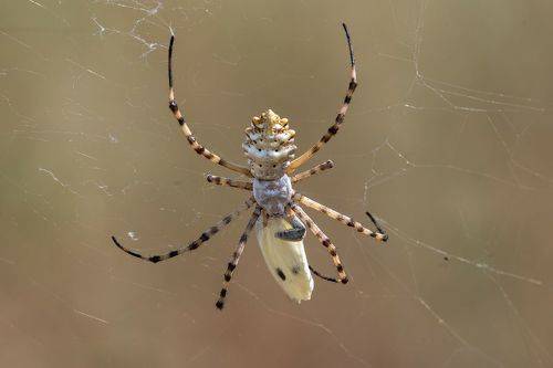 Argiope lobata