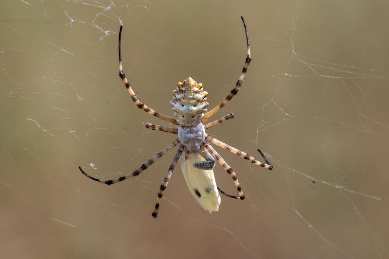 Argiope lobata фото превью