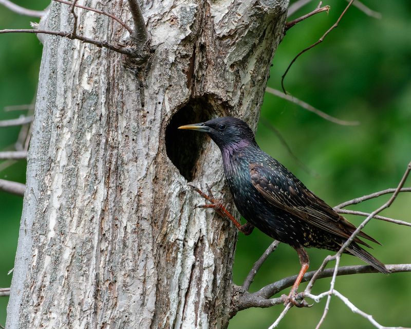 скворец, птицы, sturnus vulgaris, дупло, гнездо Внимательный родитель фото превью