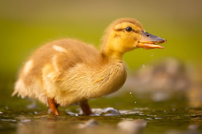 Duckling фото превью