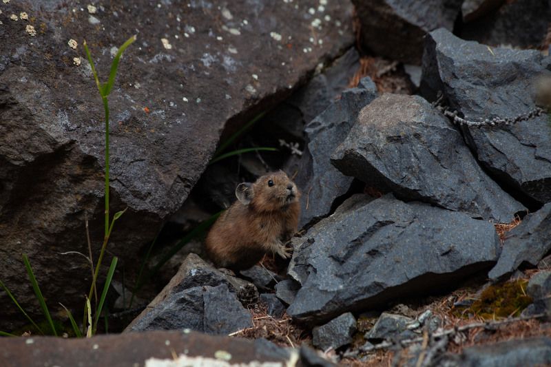 Пищуха фото превью