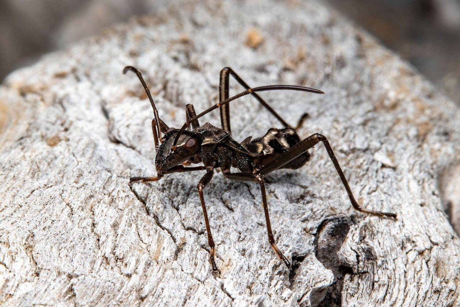 mimic, insect, bug, insectlovers, Stephane