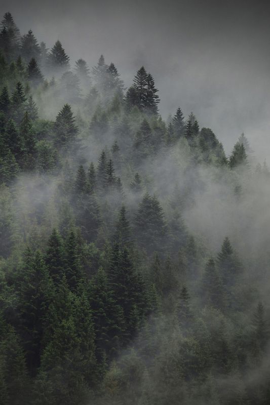 Forest in the clouds фото превью