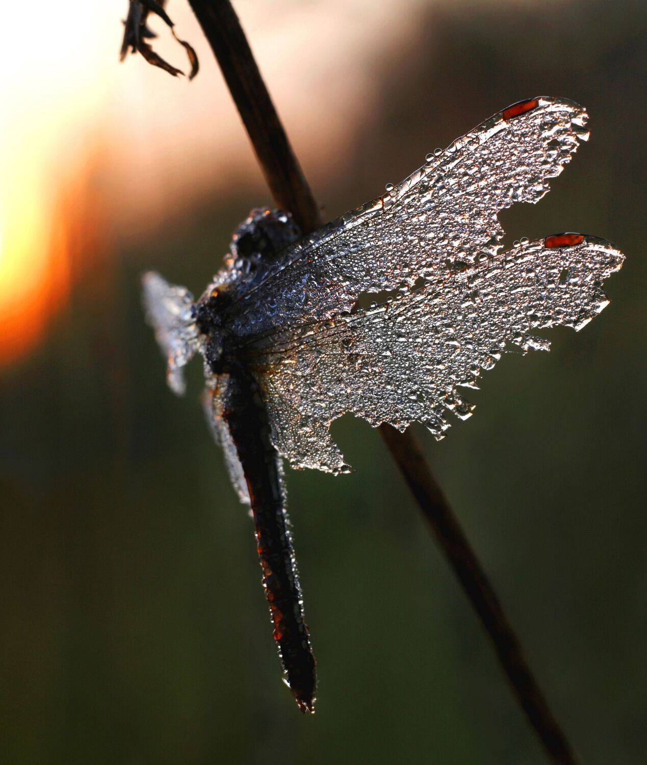 стрекоза, Александр Свистков