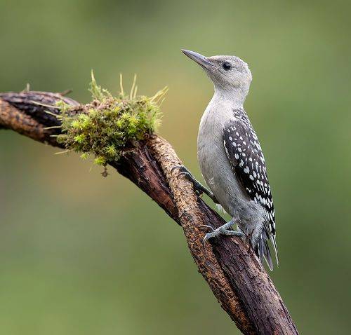 Juvenile. Red-bellied Woodpecker. Каролинский меланерпес