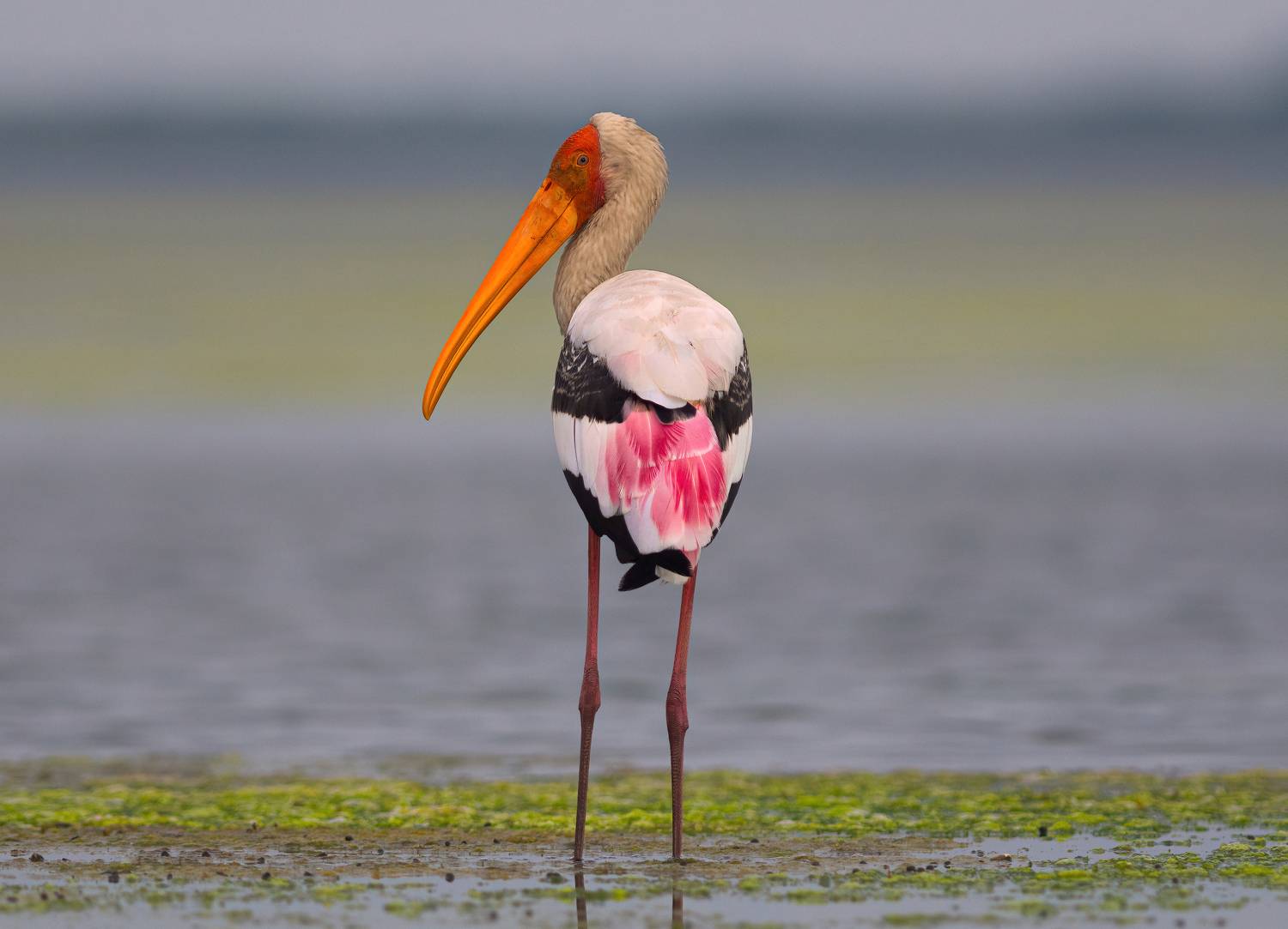 bird,birds,nikon,wild,water,shadows,lake,pond,flowers,swan,colors,nikon,beauty,nature,animals,eyes,egret,songbird,jungle,white,wings,fly, G N RAJA
